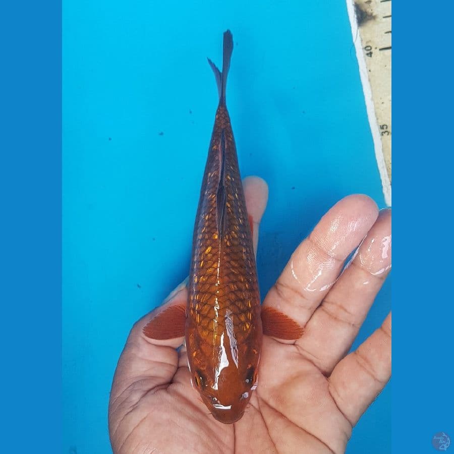 tembaga ginrin 18cmp