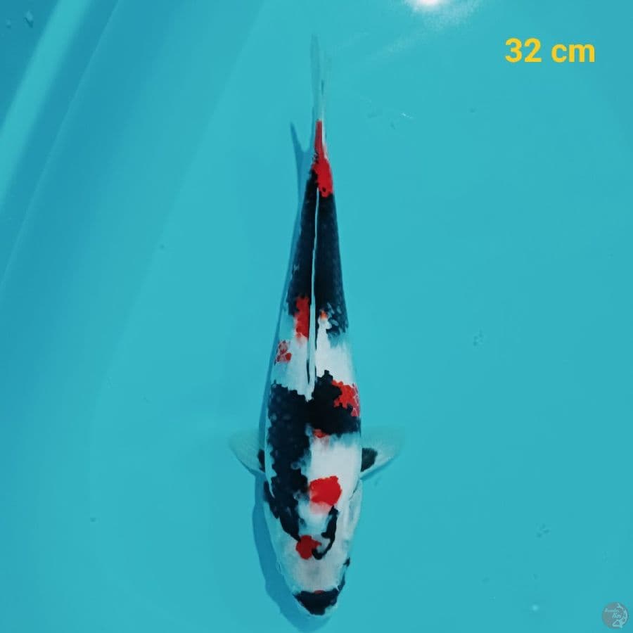 KINDAI SHOWA 32 CM