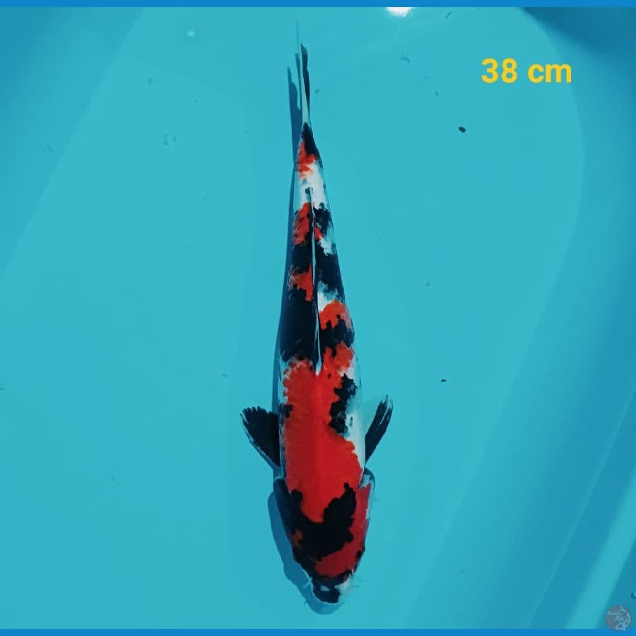 SHOWA 38 CM