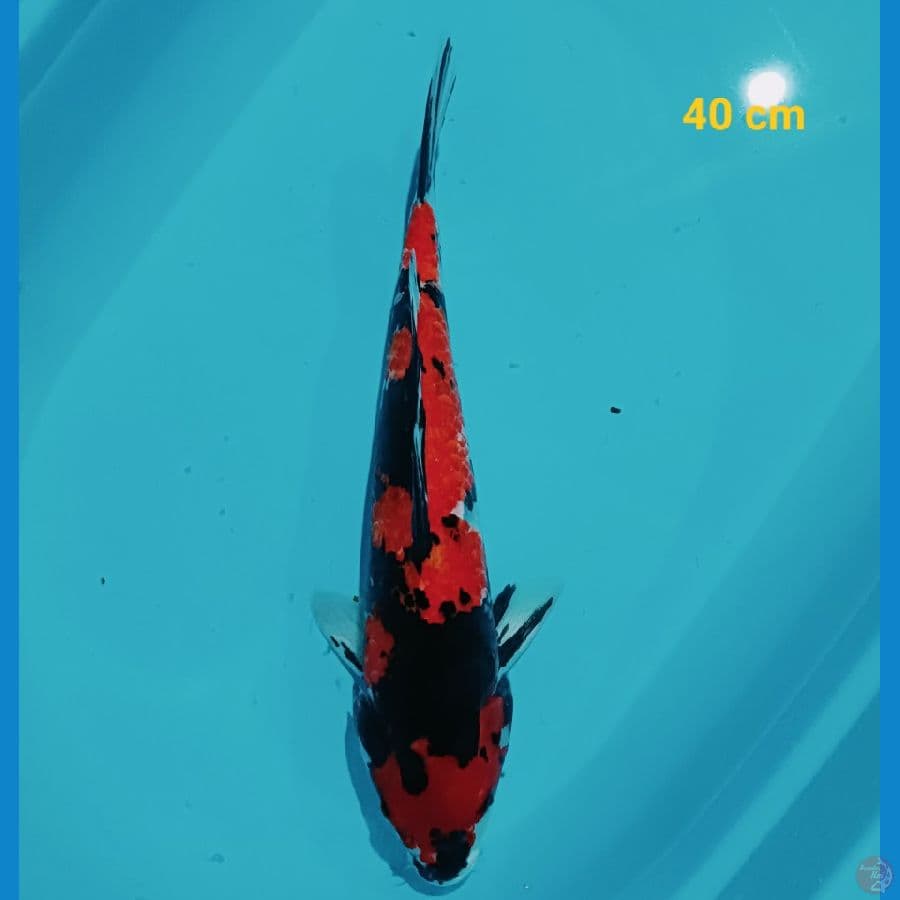 SHOWA 40 CM
