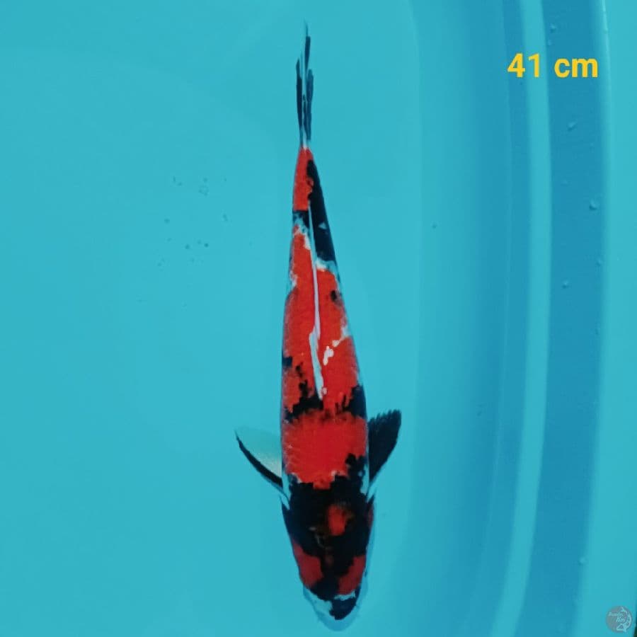 SHOWA 41 CM