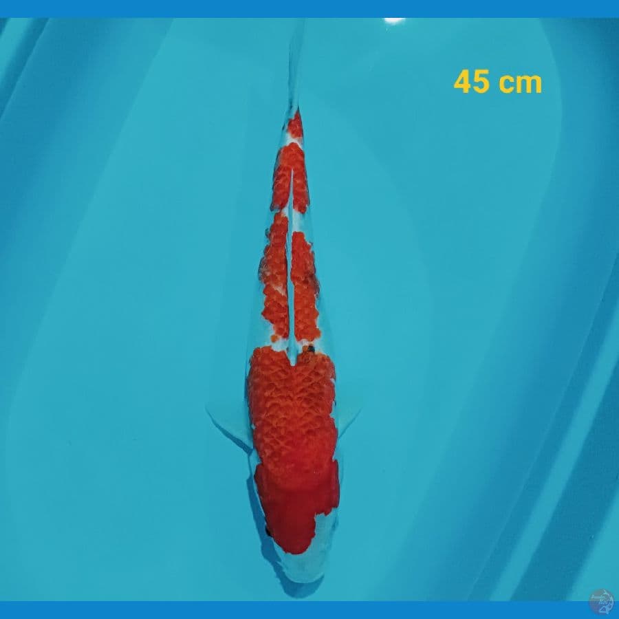 SHOWA 45 CM