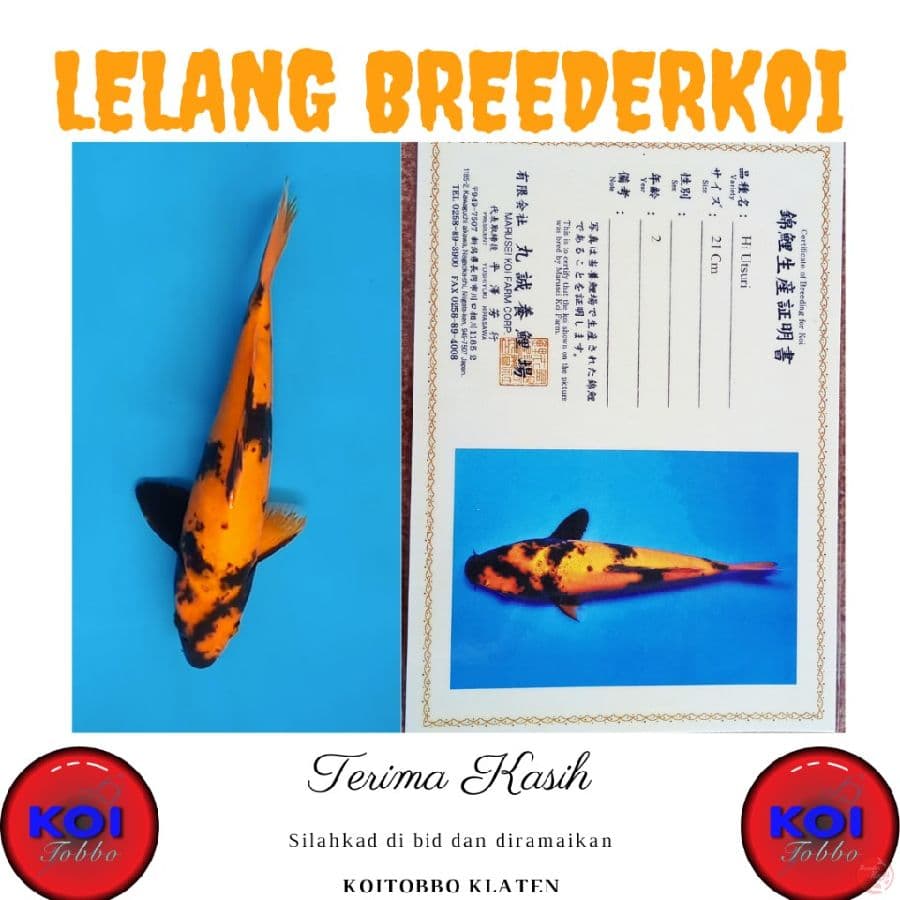 Hi Utsuri Import Jumbo Sertifikat