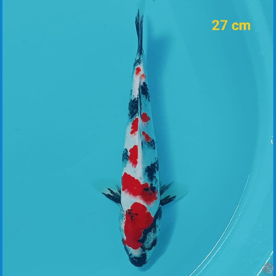 Kindai Showa 27 cm