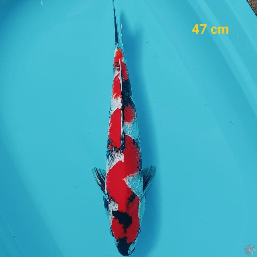 Inazuma 47 cm