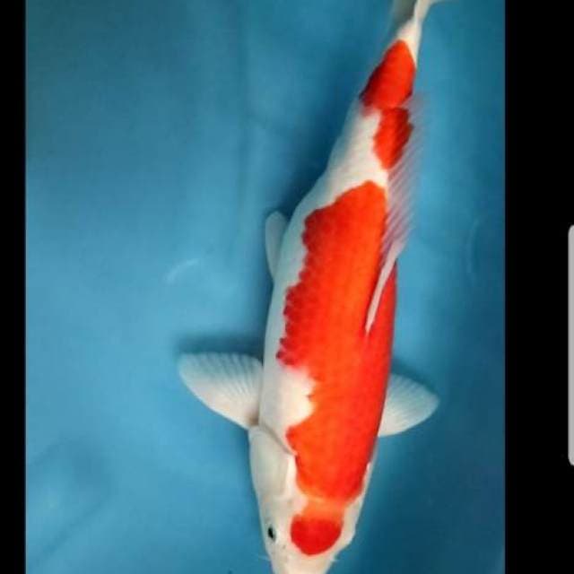 Kohaku