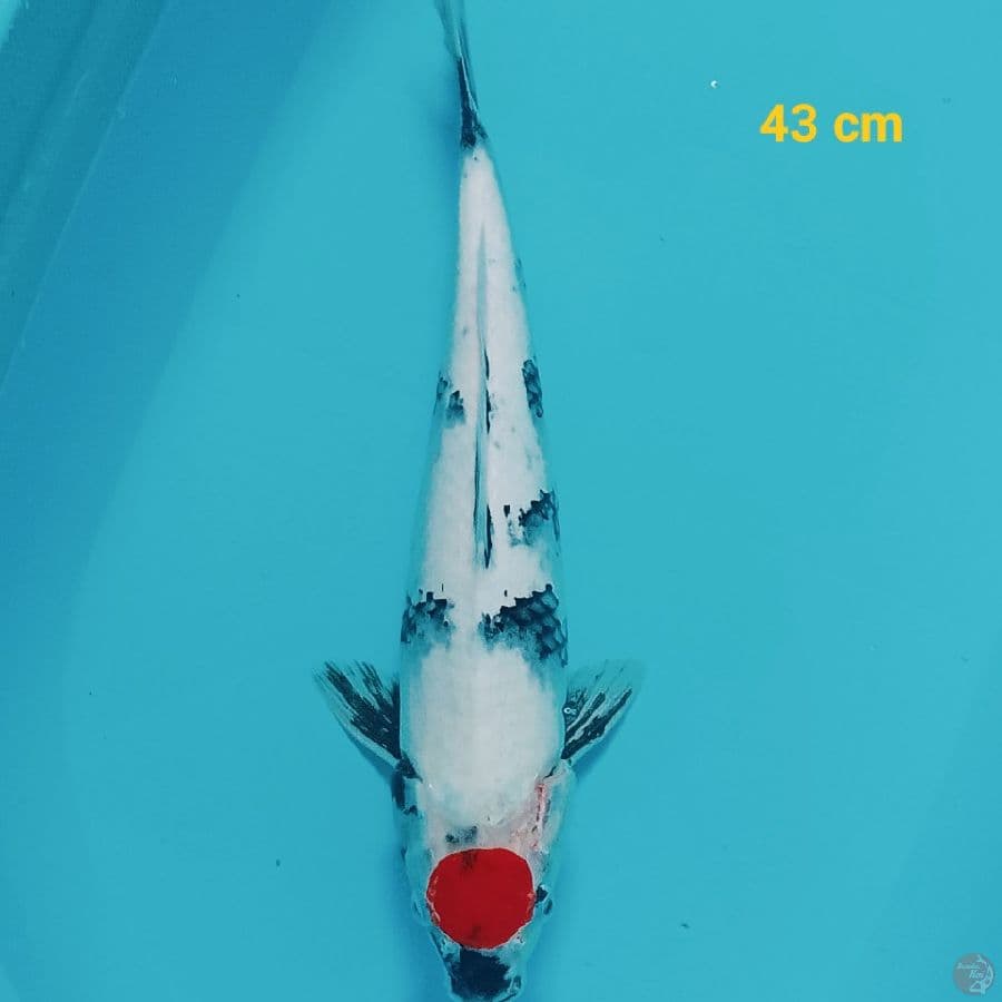 Tancho Showa 43 cm