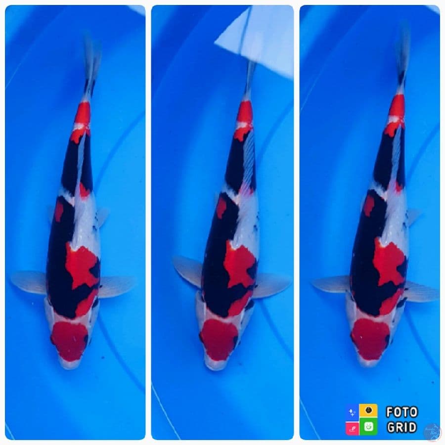 LELANG SHOWA MARUTEN SQ RED STRONG 33 cm 