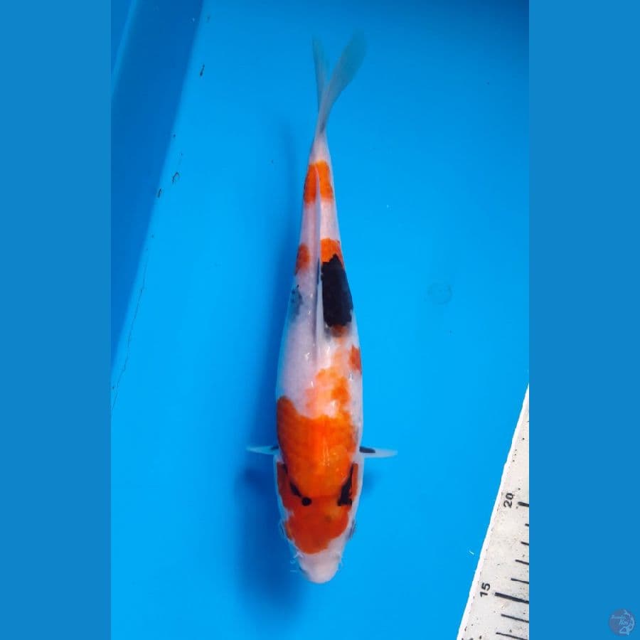 SHOWA BAHAN KEEP 24CM/FEMALE