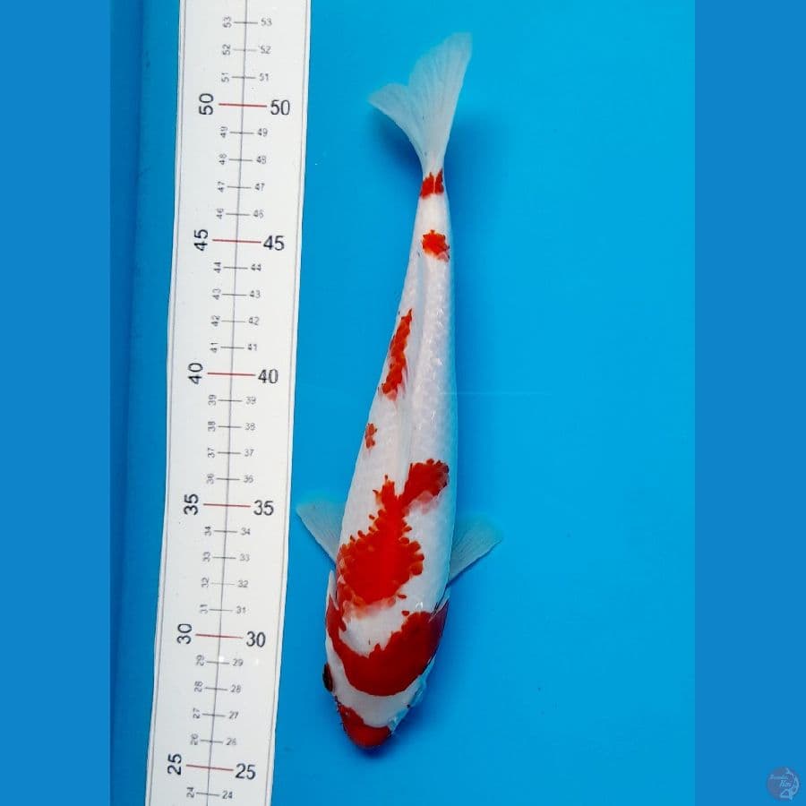 kohaku