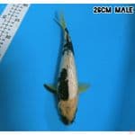 SHIRO GINRIN 26CM/MALE