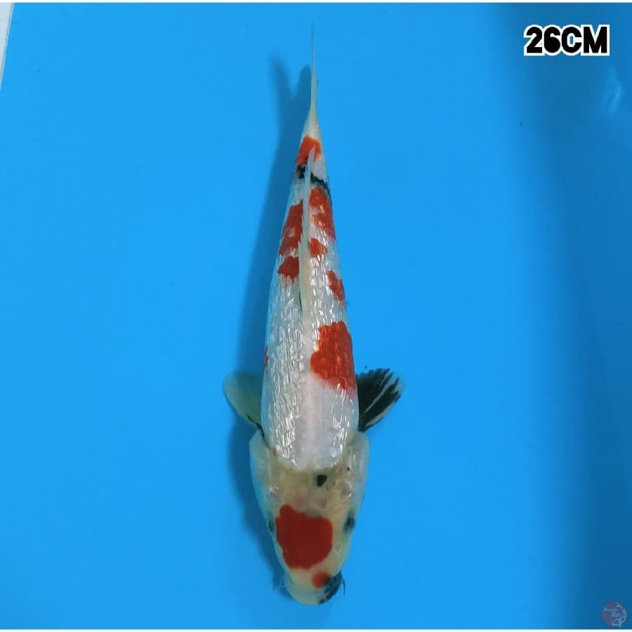 MARUTEN SHOWA GINRIN 26CM