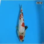 MARUTEN SHOWA GINRIN 26CM