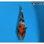TATEGOI SHOWA SANSOKU 26CM/MALE