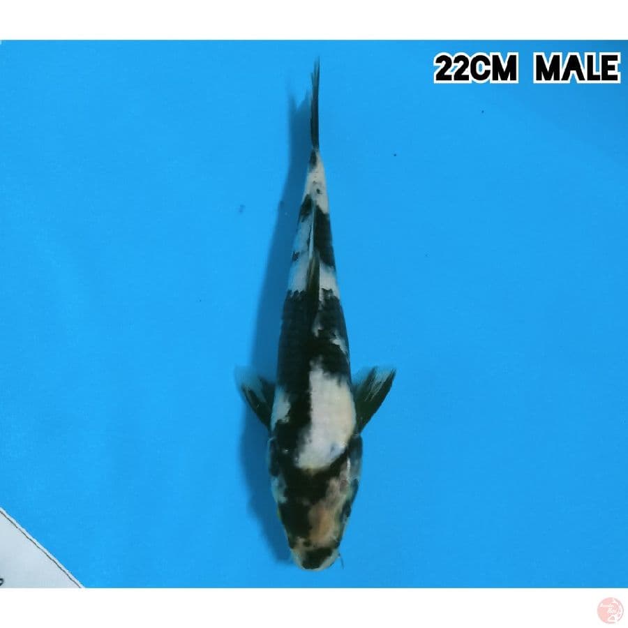 SHIRO 22CM/MALE
