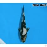 SHIRO 22CM/MALE