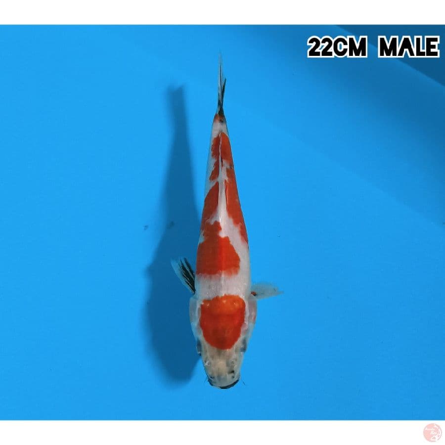 MARUTEN SHOWA 22CM/MALE