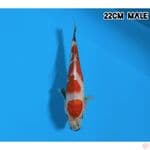 MARUTEN SHOWA 22CM/MALE