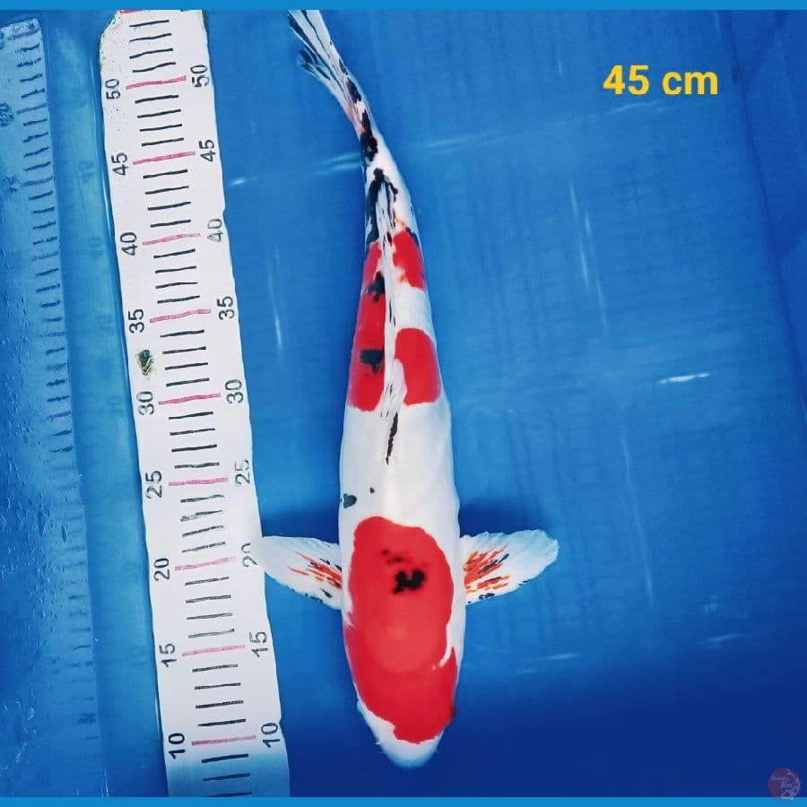 Sanke doit 45 cm