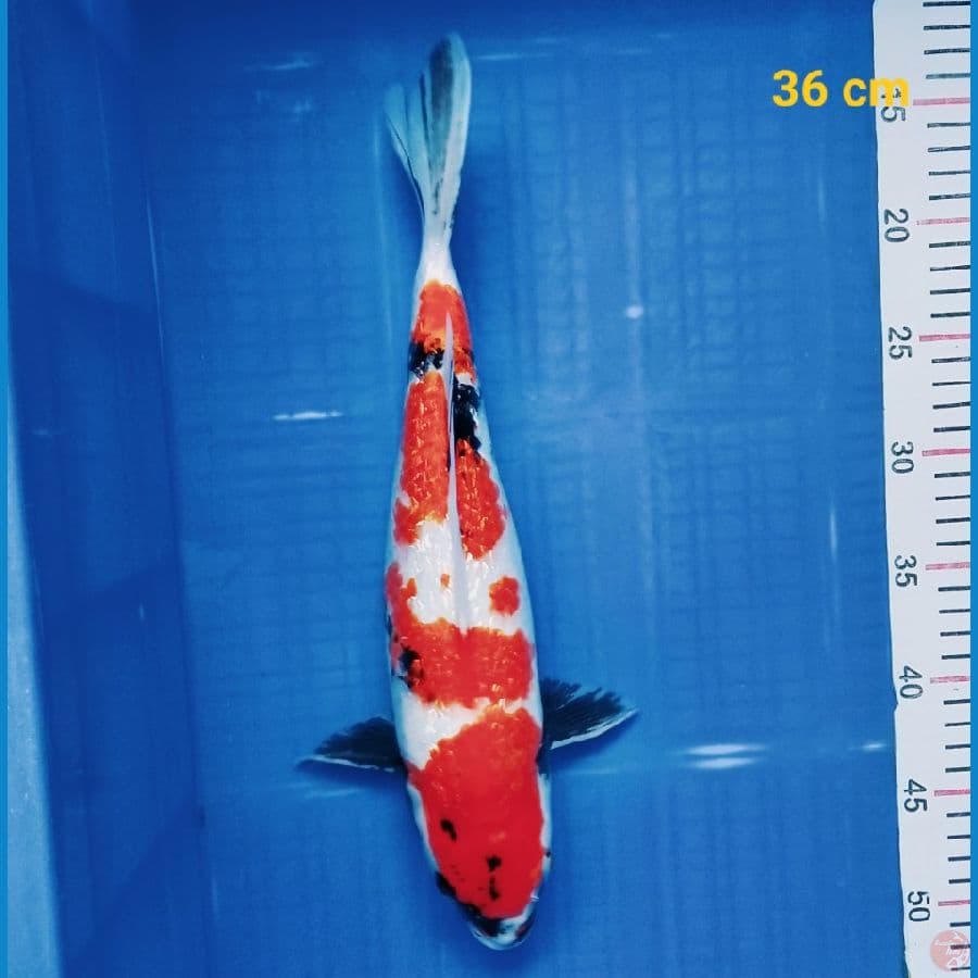 Showa GINRIN 36 cm