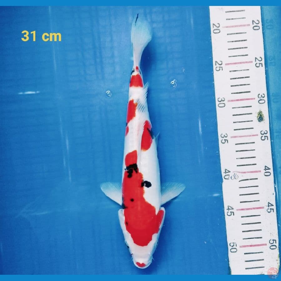 sanke doit 31 cm