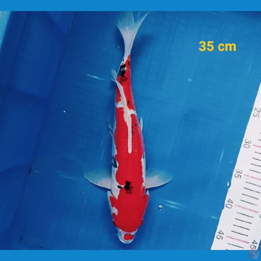 sanke 35 cm