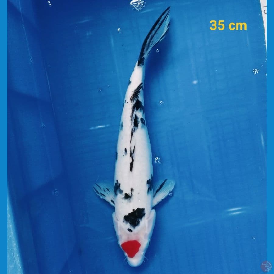 Tancho sanke 35 cm