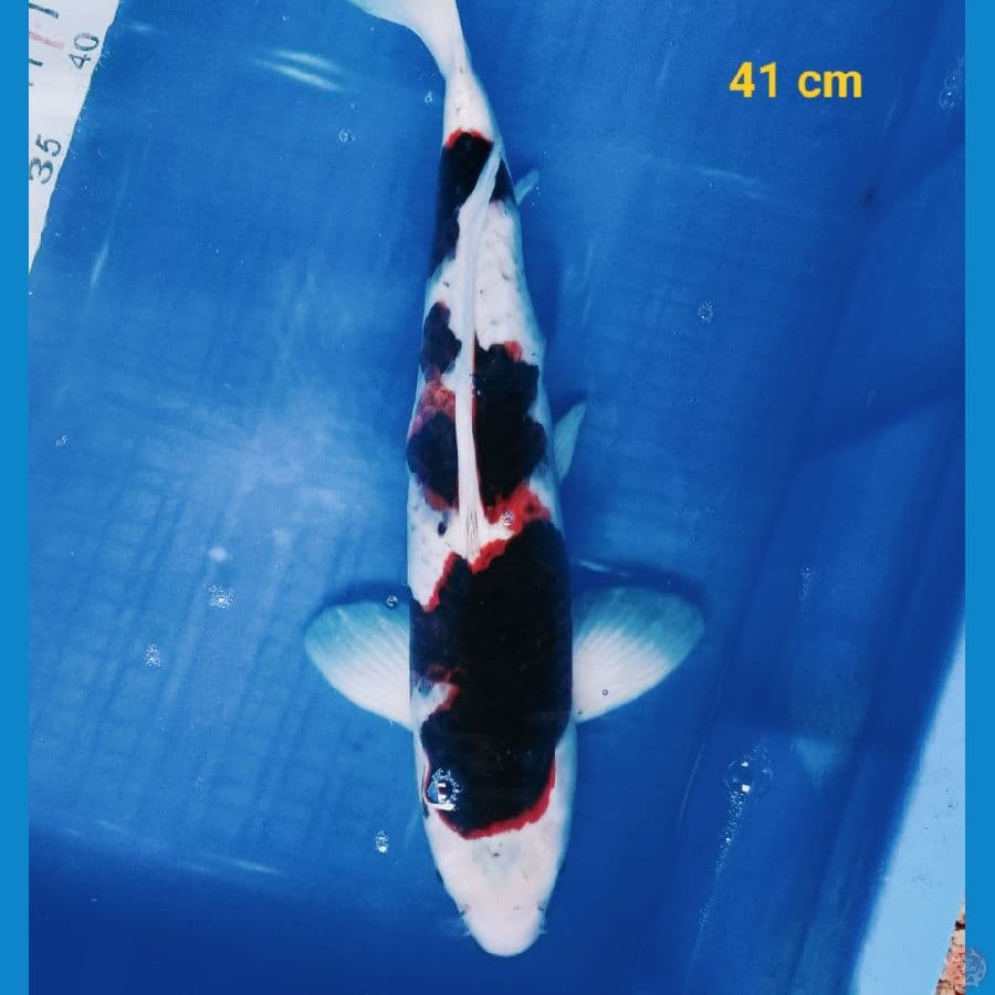 Budho goromo 41 cm