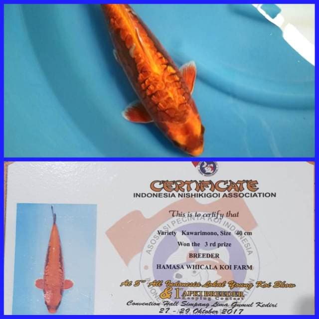 Kabuto Serti Juara