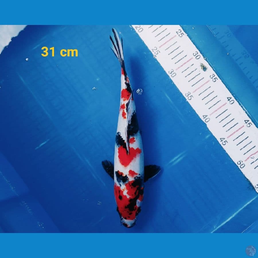 Showa kindai 31 cm