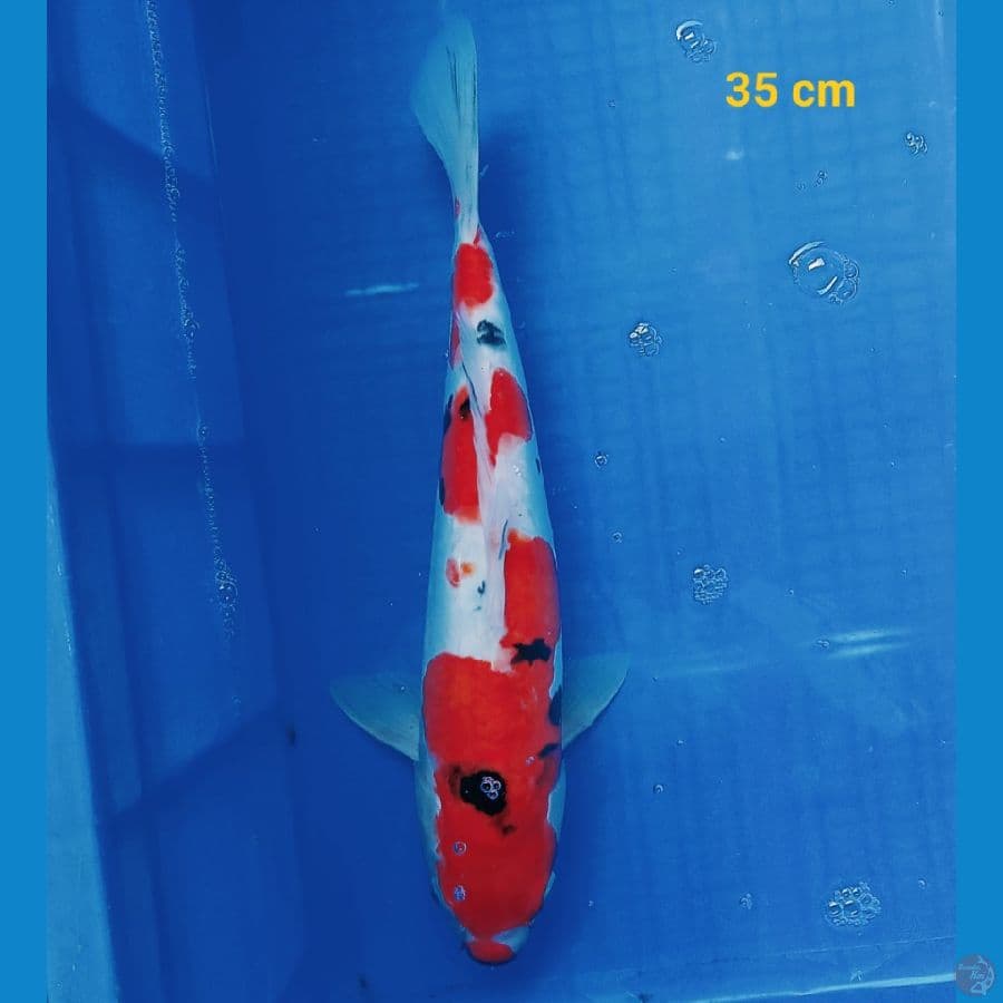 sanke doit 35 cm