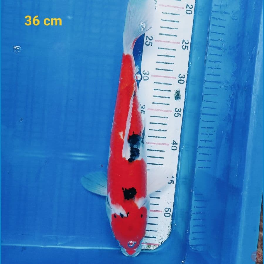 Sanke 36 cm