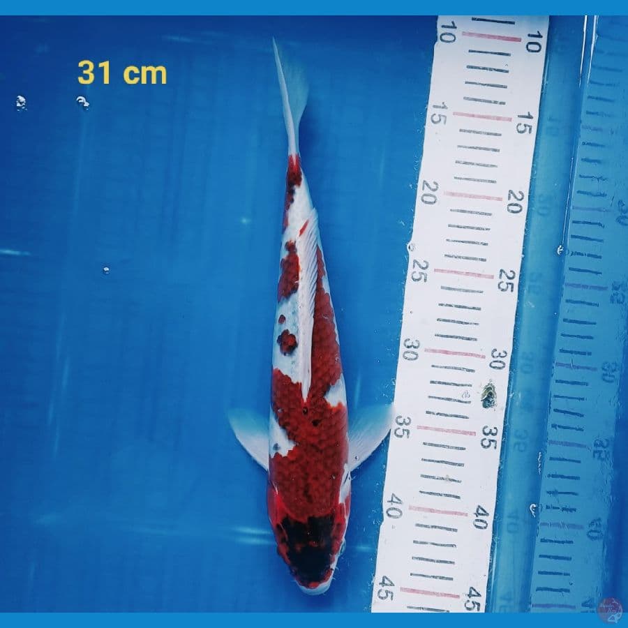 Goromo 31 cm
