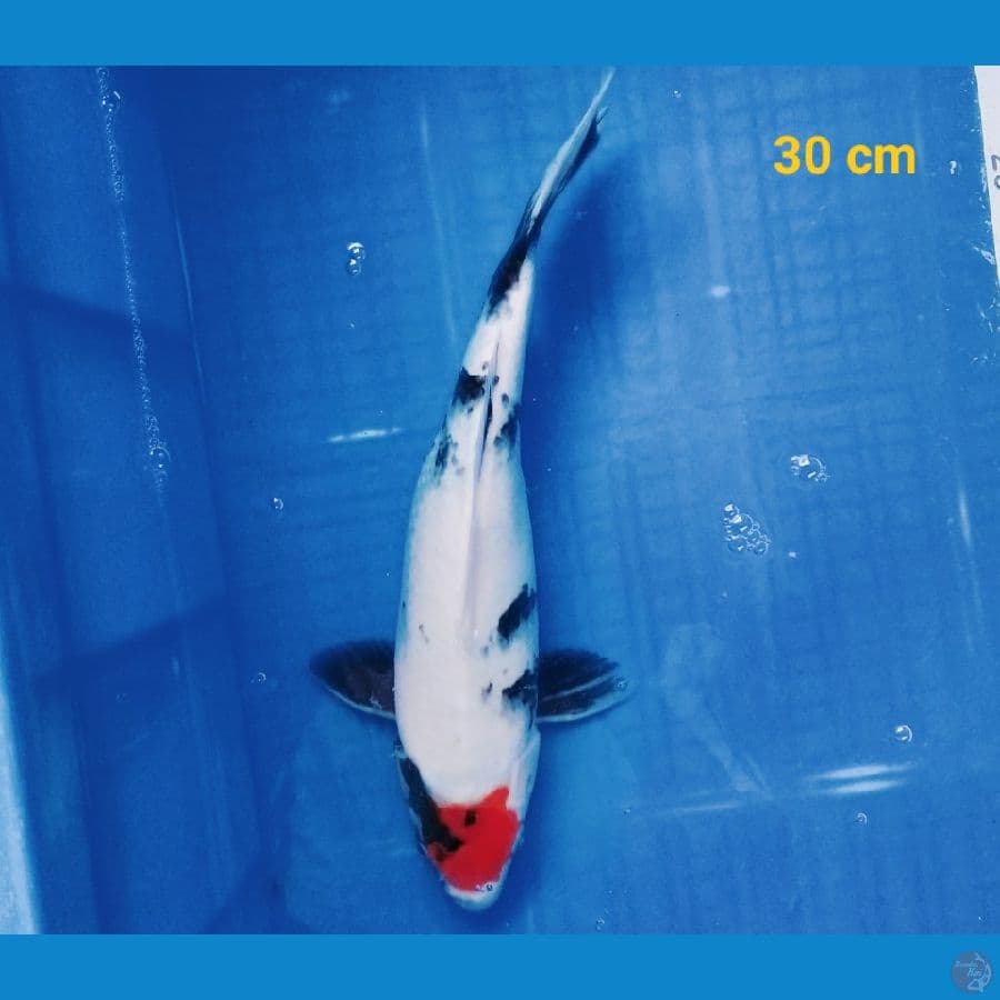 Tancho showa 30 cm