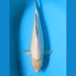 Shiromuji 48 cm