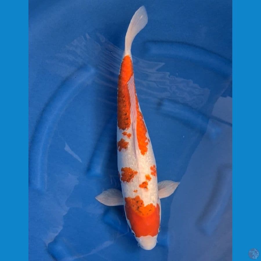 SPESIAL AI GOROMO GINRIN 54CM BETINA