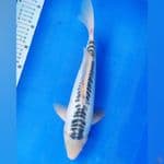 Shusui ring rapi 34cm