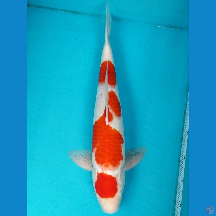 MARUTEN KOHAKU 50 CM MALE