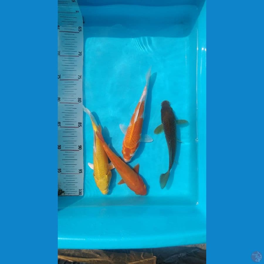 benigoi tembus mulut doitsu mix