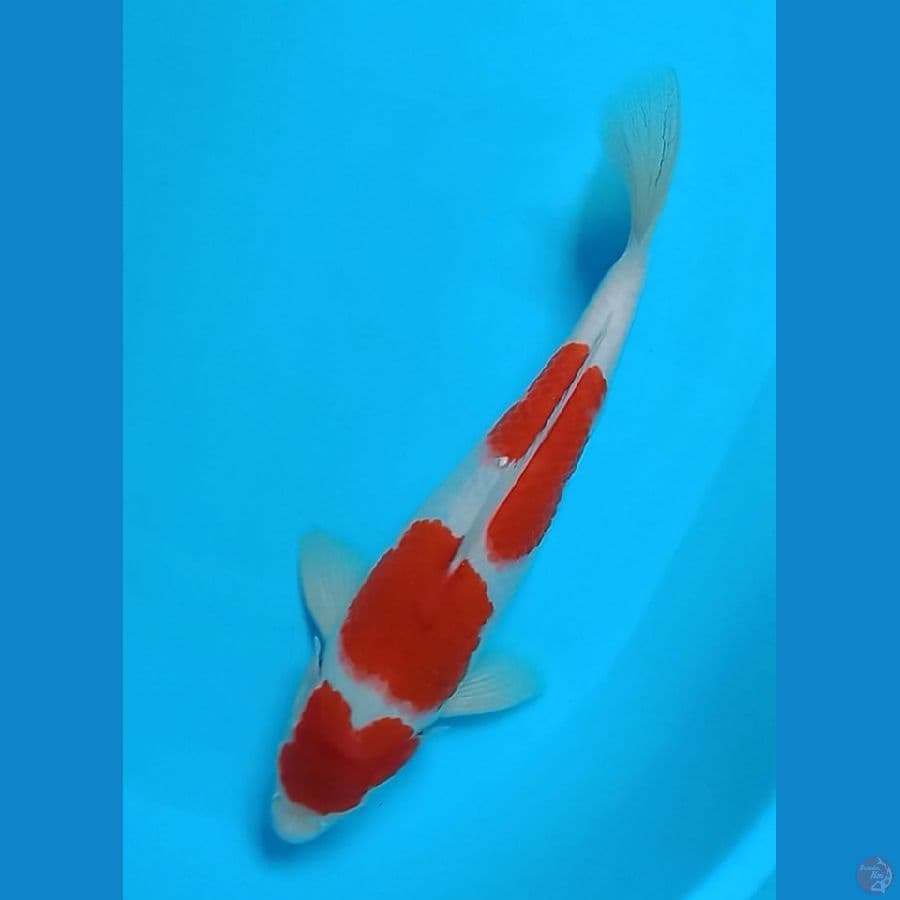 KOHAKU