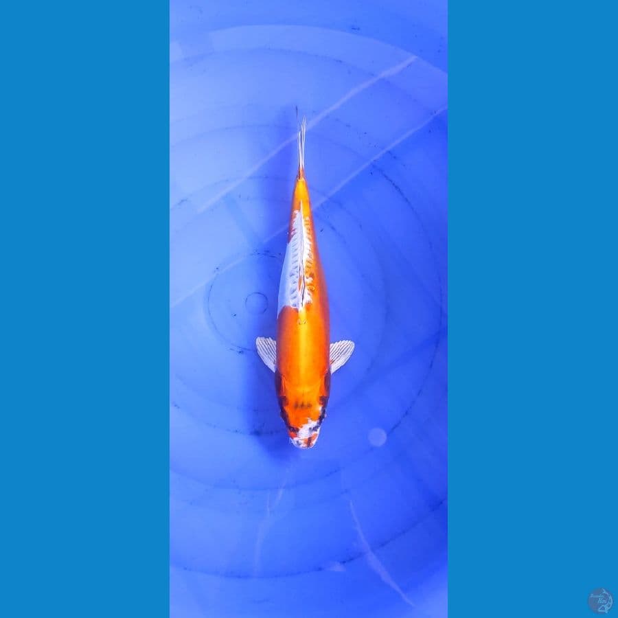 Kikkokuryu 33cm