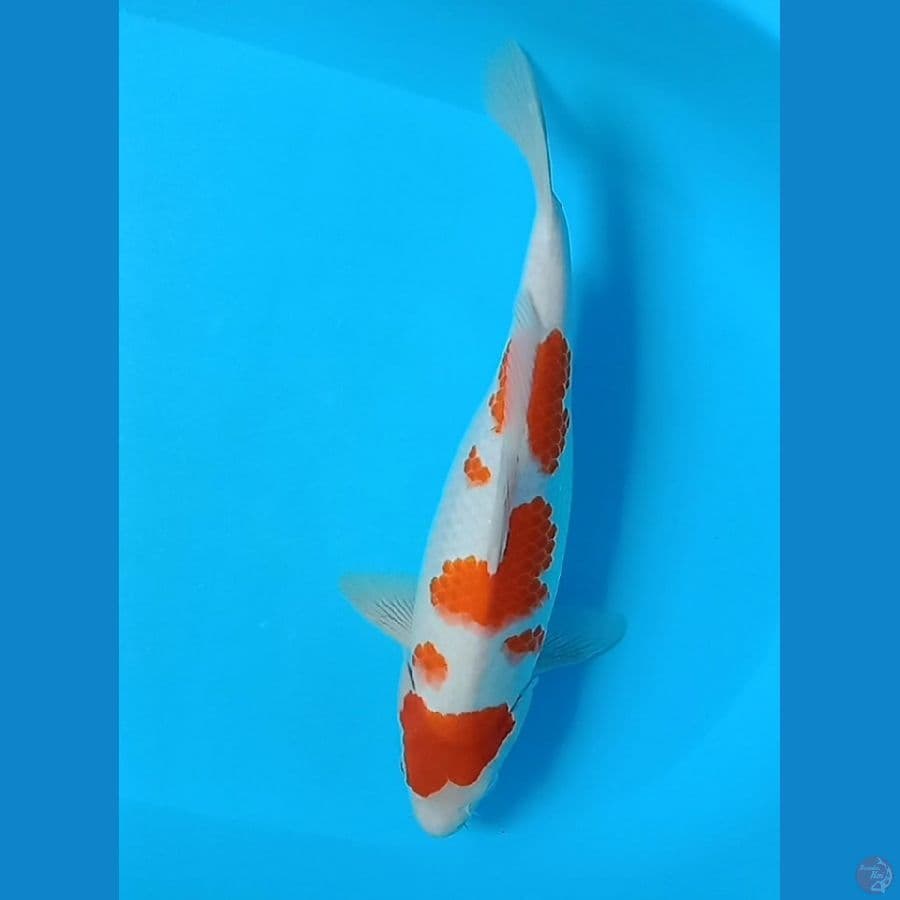 kohaku