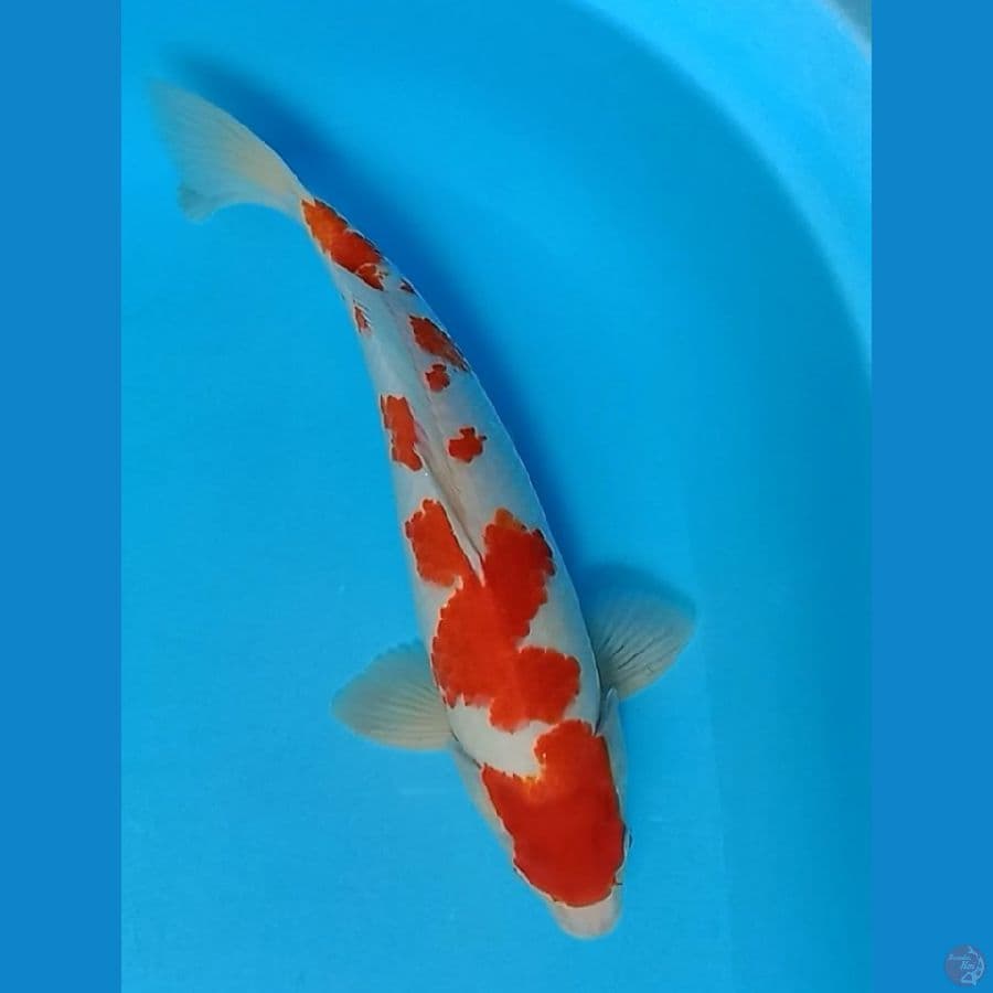 Kohaku