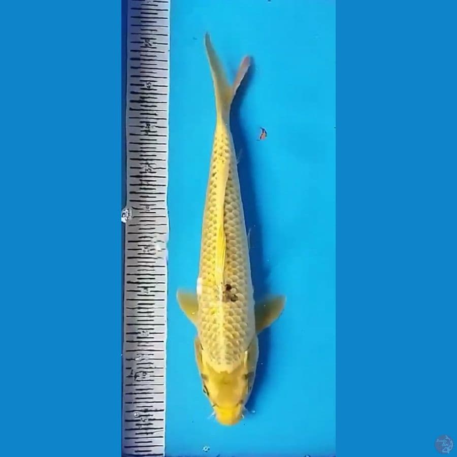 MUKASHI 45CM