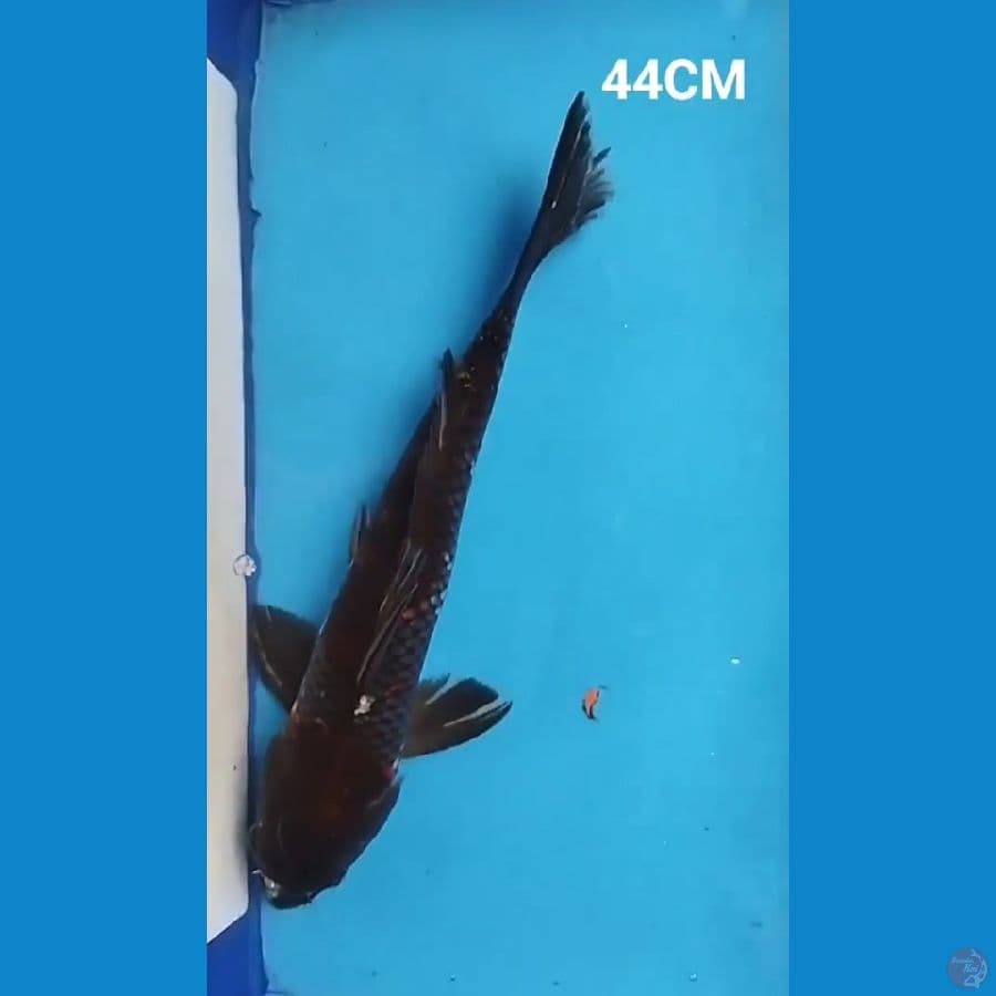 KAWARIMONO MALE 44CM