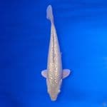 Soragoi Ginrin 23cm