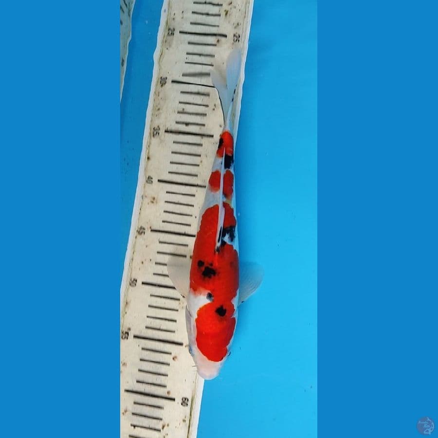 taiso sanke 28 cm