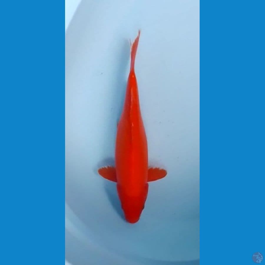 Doitsu Benigoi Tembus Perut 33cm (F)
