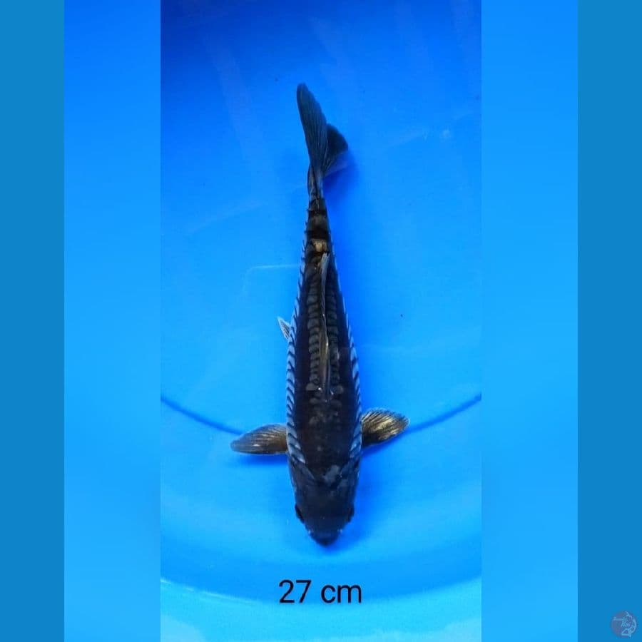 Soragoi aragoke antik 27 cm