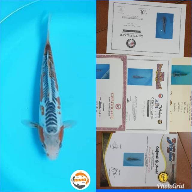 Shusui juara 1(3x),juara 2(1x),juara 3(1x)
